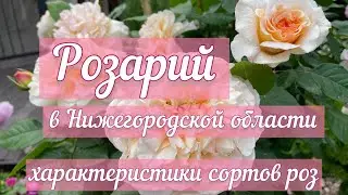 Характеристики различных сортов роз! Мои впечатления🌹Оговорилась! Не Принцесса Анна, а Мэри Энн!