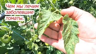 Увидели такое на томатах? Срочно обработайте! Спасаем томаты на грядке.