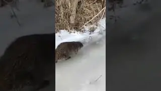 Не испугался, а показал характер! Серьезный бобер! 👍