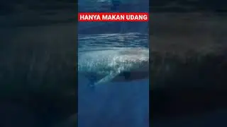 Paus Penyuka Udang Saja, Paus Terunik Di Dunia