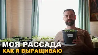 Как я выращиваю рассаду без дополнительного света.