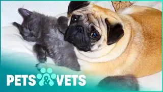 Pug Gets A Massage From A Cat | My Pet's Gone Viral