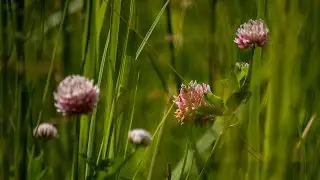 ВИКТОРИЯ ЧЕРЕНЦОВА  - ОПЯТЬ ДОЖДИ...