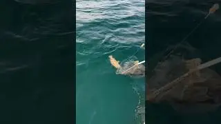 Группер в Дубае 