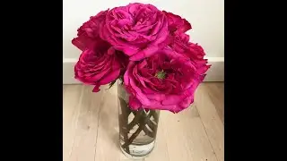 Японские розы в моем Саду . Часть3. Киши, Принцесса Айко, Аои, Корона, Черничный замок.
