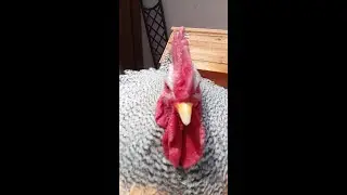 My COCKerel being a Richard...