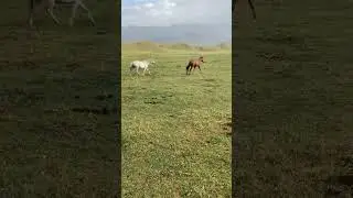 Нарындын Тоосу кооз жер