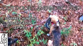 14 month old pup Squirrel hunting with dogs 2021 (kill shot!) 2021 Squirrel Season EP. # 13