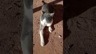 Vida diaria do gato no seu dia dia