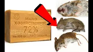 Как избавиться от мышей за 5 секунд