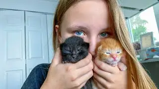 КОТЯТА !!! Котята РОДИЛИСЬ У Николь и Алисы и Евы