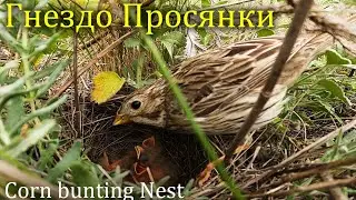 Гнездо Просянки  / Corn bunting Nest