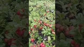 Брусника поспевает, ягоды 2024 Сказочная Карелия