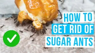 How to GET RID OF SUGAR ANTS