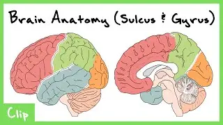 Cortical Structure Of The Brain Explained (Sulcus & Gyrus) | Clip