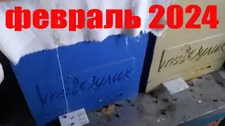 Зимовка отводков в нуклеусах и продажа пакетов