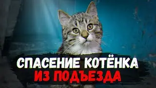 Спасение котенка из подъезда. Ему дали 3 дня / SANI vlog