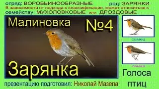 Зарянка. Малиновка. Голоса птиц