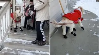 Confused Dog Struggled To Walk In Snow Boots