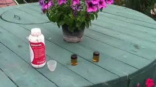 Болезни газона. Чем лечить?