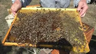 ПРЕДВАРИТЕЛЬНЫЙ ОСМОТР.