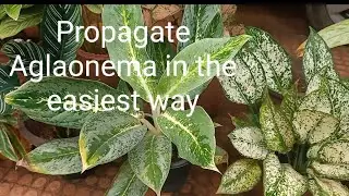 How to propagate aglaonema Plant - Easiest way to propagate aglaonema Plant