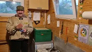 🔴 Как заменить пчелиную матку в целой семье. Пчеловодство для начинающих 2023 🔴