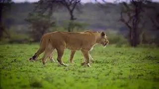 Liones Walking Togetherl Free Stock Footage | No Copyright Videos | Download Link Decription !