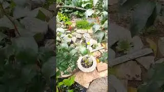 Лоскутная занавеска