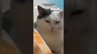 My cat's reaction when i get home #shorts #cat #cats