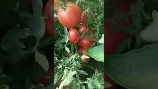 Томат Барон Солемахер