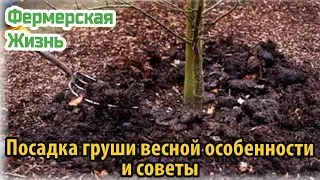 Посадка груши весной особенности и советы