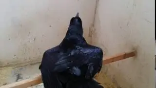 Говорящий ворон Проша.