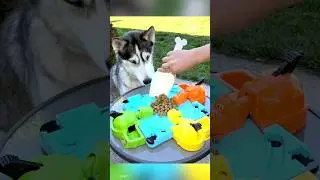 Husky plays a board game to get treats! #husky #dog #pet #dog #viralvideo