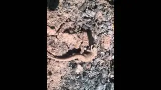 Резкий как понос