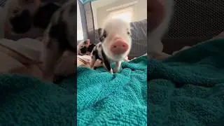Funny pig 🐖 