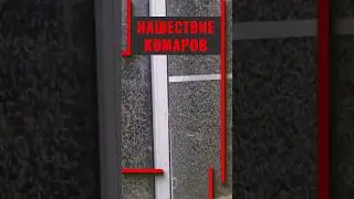 Нашествие комаров в Таганроге 