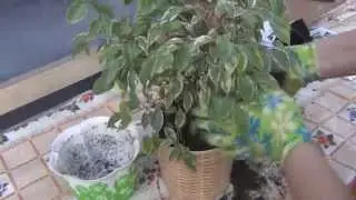 Семейный блог Гранкиных.Фикус Бенджамина. Уход и содержание.Пересадка.