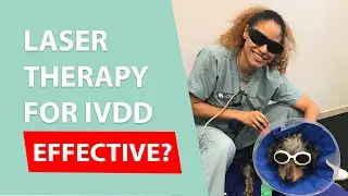 Using Laser Therapy to Treat IVDD in Dogs