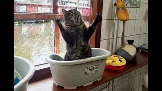 😺 Коты - великие и могучие! 🐈 Смешное видео с котами и котятами для хорошего настроения! 😸