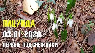 АБХАЗИЯ | Зима | Первые подснежники | Пицунда