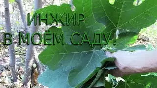 FIG IN MY GARDEN