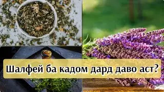 Фоида ва зарари Шалфей.  Шалфей барои мардхо #фоидаишалфей #хаётисолим #шалфейбароимардхо