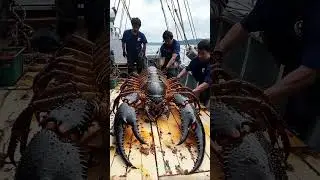 Giant Sea Monsters Caught by Fishermen! 🐙🎣#GiantSeaCreatures #FishingDiscoveries #OceanMysteries