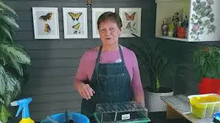 Сею зелень для теплицы.