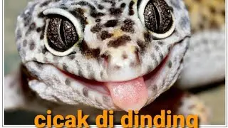 Lagu anak-anak cicak cicak di dinding  || lagu anak indonesia populer aepanjang masa