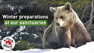 How Do Bears Prepare for Winter Hibernation at a Sanctuary? | FOUR PAWS USA