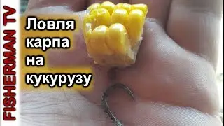 Ловля карпа на кукурузу