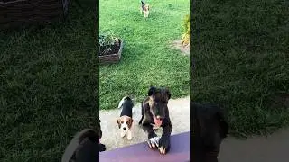 Ох, уж эта косточка 🦴