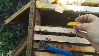 Отводок на рамку расплода